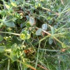 Lysimachia arvensis at Cooma North Ridge Reserve - 14 May 2024