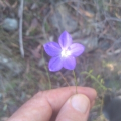 Wahlenbergia planiflora subsp. planiflora (Flat Bluebell) at Cooma North Ridge Reserve - 14 May 2024 by mahargiani