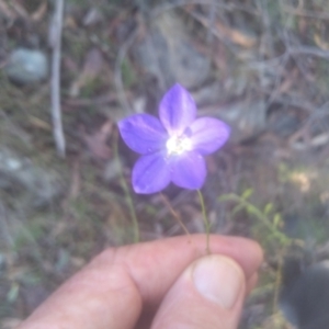 Wahlenbergia planiflora subsp. planiflora at Cooma North Ridge Reserve - 14 May 2024