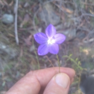 Wahlenbergia planiflora subsp. planiflora (Flat Bluebell) at Cooma North Ridge Reserve by mahargiani