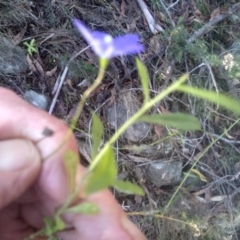 Wahlenbergia planiflora subsp. planiflora at Cooma North Ridge Reserve - 14 May 2024 02:51 PM