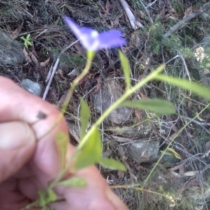 Wahlenbergia planiflora subsp. planiflora at Cooma North Ridge Reserve - 14 May 2024