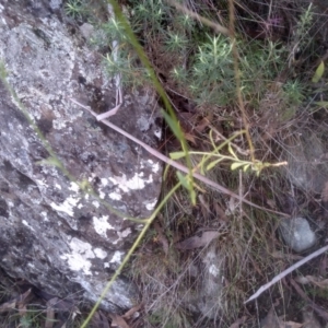 Wahlenbergia planiflora subsp. planiflora at Cooma North Ridge Reserve - 14 May 2024