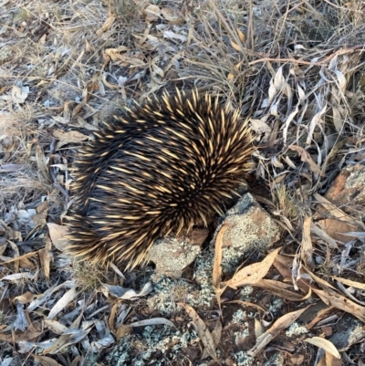 Tachyglossus aculeatus (Short-beaked Echidna) at Suttons Dam - 13 May 2024 by KL