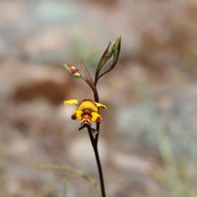 Diuris semilunulata (Late Leopard Orchid) at Cooma, NSW - 26 Oct 2021 by mahargiani