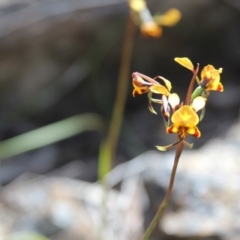 Diuris semilunulata (Late Leopard Orchid) at Cooma, NSW - 1 Nov 2021 by mahargiani