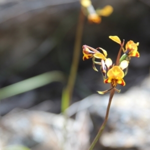 Diuris semilunulata (Late Leopard Orchid) at Cooma, NSW by mahargiani
