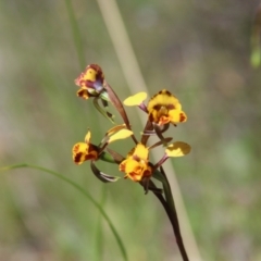 Diuris semilunulata (Late Leopard Orchid) at Cooma, NSW - 3 Nov 2021 by mahargiani