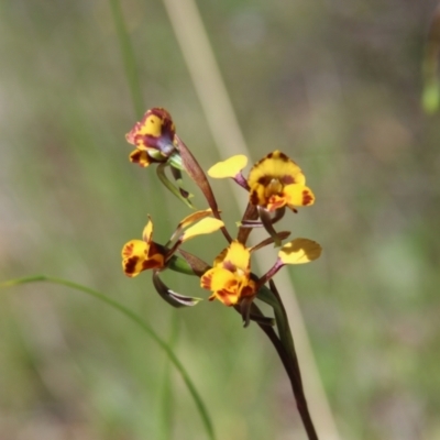 Diuris semilunulata (Late Leopard Orchid) at Cooma, NSW - 2 Nov 2021 by mahargiani