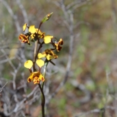 Diuris semilunulata (Late Leopard Orchid) at Cooma, NSW - 3 Nov 2021 by mahargiani