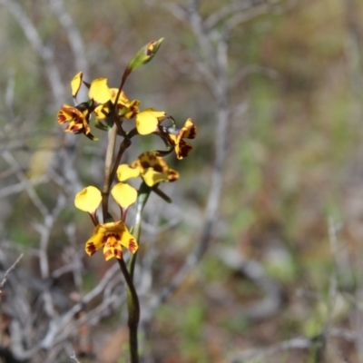 Diuris semilunulata (Late Leopard Orchid) at Cooma, NSW - 3 Nov 2021 by mahargiani