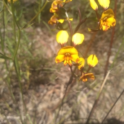 Diuris semilunulata (Late Leopard Orchid) at Cooma, NSW - 10 Nov 2022 by mahargiani