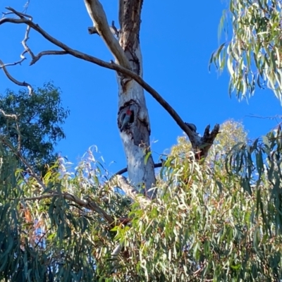 Callocephalon fimbriatum (Gang-gang Cockatoo) at Aranda, ACT - 1 May 2024 by Jubeyjubes