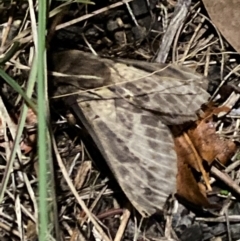 Unidentified Noctuoid moth (except Arctiinae) at Aranda, ACT - 12 May 2024 by Jubeyjubes