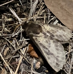 Oxycanus (genus) at Aranda, ACT - 12 May 2024 08:34 PM