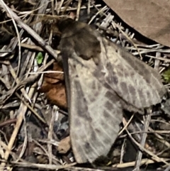 Oxycanus (genus) at Aranda, ACT - 12 May 2024