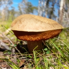 Unidentified Cap on a stem; pores below cap [boletes & stemmed polypores] at Glen Allen, NSW - 1 Apr 2024 by JBrickhill