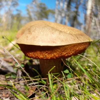 Unidentified Cap on a stem; pores below cap [boletes & stemmed polypores] at Glen Allen, NSW - 1 Apr 2024 by JBrickhill