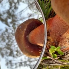 Bolete sp. at Glen Allen, NSW - 1 Apr 2024