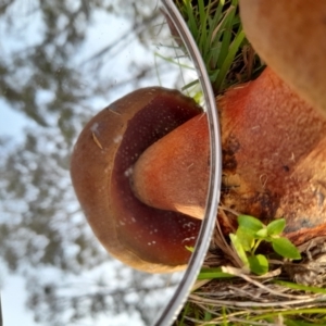 Bolete sp. at Glen Allen, NSW - 1 Apr 2024