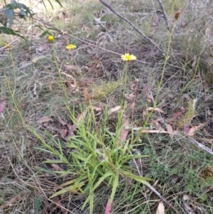 Senecio madagascariensis at Glen Allen, NSW - 1 Apr 2024 03:38 PM