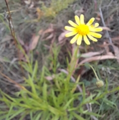 Senecio madagascariensis at Glen Allen, NSW - 1 Apr 2024