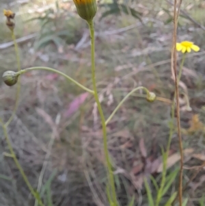 Senecio madagascariensis at Glen Allen, NSW - 1 Apr 2024 03:38 PM