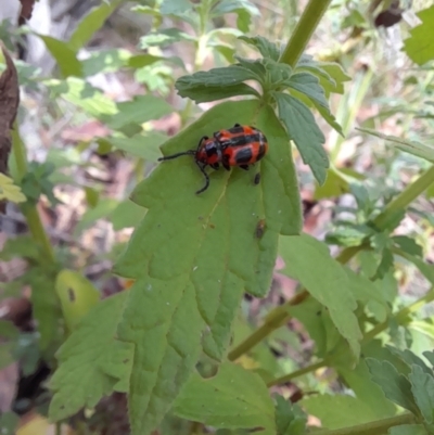 Phyllocharis cyanicornis (Nine-spotted leaf-beetle) at Glen Allen, NSW - 1 Apr 2024 by JBrickhill