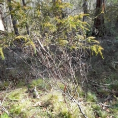 Acacia pravissima (Wedge-leaved Wattle, Ovens Wattle) at Glen Allen, NSW - 1 Apr 2024 by JBrickhill