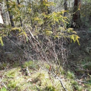 Acacia pravissima (Wedge-leaved Wattle, Ovens Wattle) at Glen Allen, NSW by JBrickhill