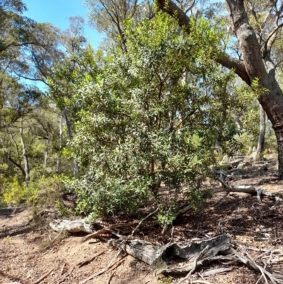 Persoonia silvatica at Glen Allen, NSW - 1 Apr 2024 by JBrickhill