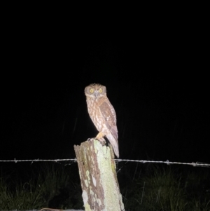 Ninox boobook at Ulladulla, NSW - 2 May 2024