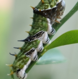 Papilio aegeus at suppressed by MaartjeSevenster