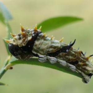 Papilio aegeus at MTR591 at Gundaroo - 18 Apr 2024