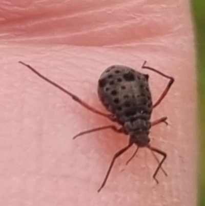 Tuberolachnus salignus (Giant willow aphid) at Bungendore, NSW - 18 Apr 2024 by clarehoneydove