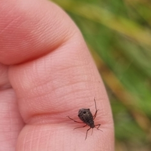 Tuberolachnus salignus at QPRC LGA - suppressed