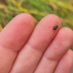 Tuberolachnus salignus at QPRC LGA - suppressed