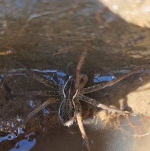 Unidentified Water spider (Pisauridae) at suppressed by clarehoneydove