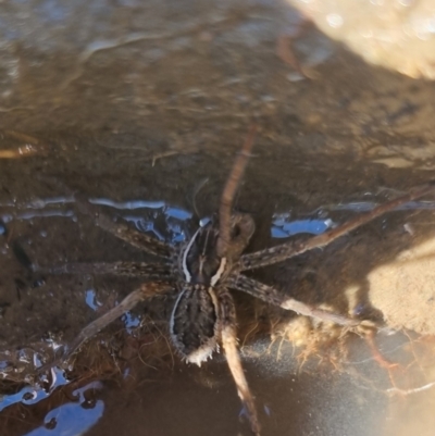 Dolomedes (genus) (Fishing spider) at QPRC LGA - 24 Apr 2024 by clarehoneydove