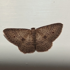 Unidentified Moth (Lepidoptera) at Lions Youth Haven - Westwood Farm A.C.T. - 14 May 2024 by HelenCross