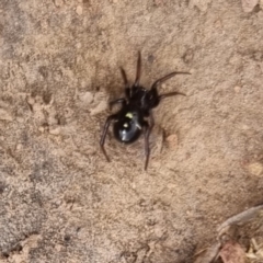 Habronestes sp. (genus) (An ant-eating spider) at Bungendore, NSW - 19 Apr 2024 by clarehoneydove