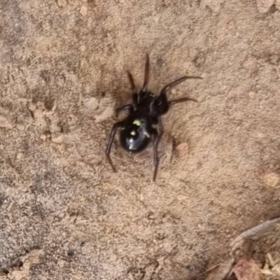 Habronestes sp. (genus) (An ant-eating spider) at Bungendore, NSW - 19 Apr 2024 by clarehoneydove