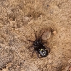 Habronestes sp. (genus) at QPRC LGA - 19 Apr 2024