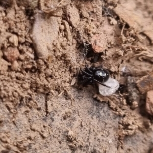 Habronestes sp. (genus) at QPRC LGA - 19 Apr 2024