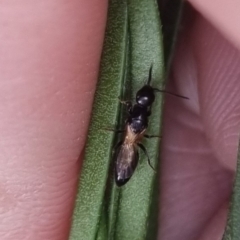 Bethylidae (family) (Bethylid wasp) at Bungendore, NSW - 17 Apr 2024 by clarehoneydove