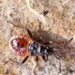 Dindymus versicolor (Harlequin Bug) at Bungendore, NSW - 19 Apr 2024 by clarehoneydove