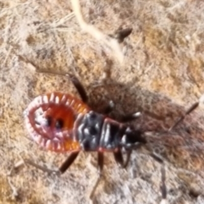 Dindymus versicolor (Harlequin Bug) at QPRC LGA - 19 Apr 2024 by clarehoneydove
