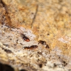 Dindymus versicolor at QPRC LGA - 19 Apr 2024