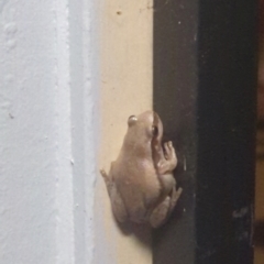 Unverified Frog at Kununurra, WA - 14 May 2024 by RobynHall
