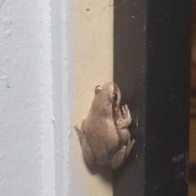 Unidentified Frog at Kununurra, WA - 14 May 2024 by RobynHall